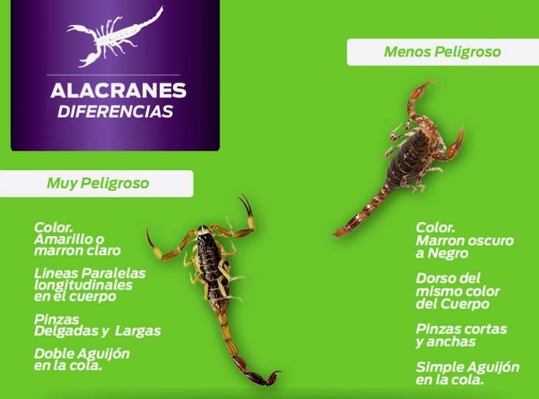 Las diferencias entre los tipos de alacranes.