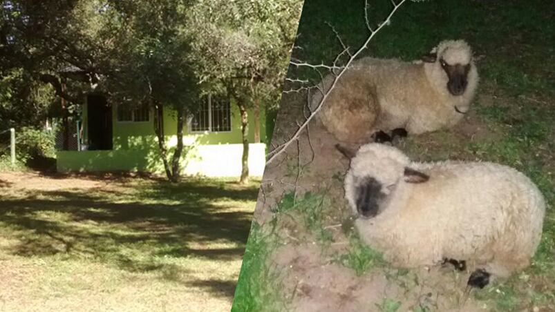 Las dos ovejas que robaron los delincuentes.