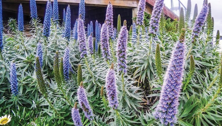 Las flores del Orgullo de Madeira, de un azul entre zafiro y violáceo, lucen desde el invierno hasta la primavera.