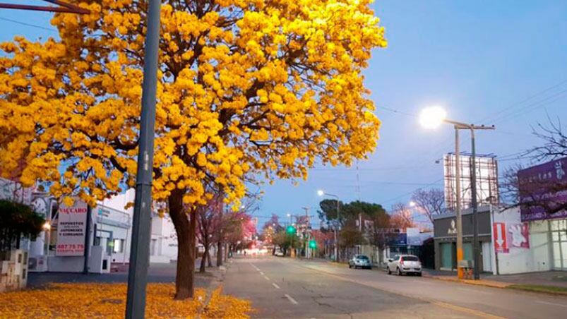 Las flores ya anticipan la llegada de la primavera a Córdoba.