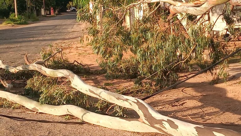 Las fuertes ráfagas de este domingo provocaron la caída de árboles.