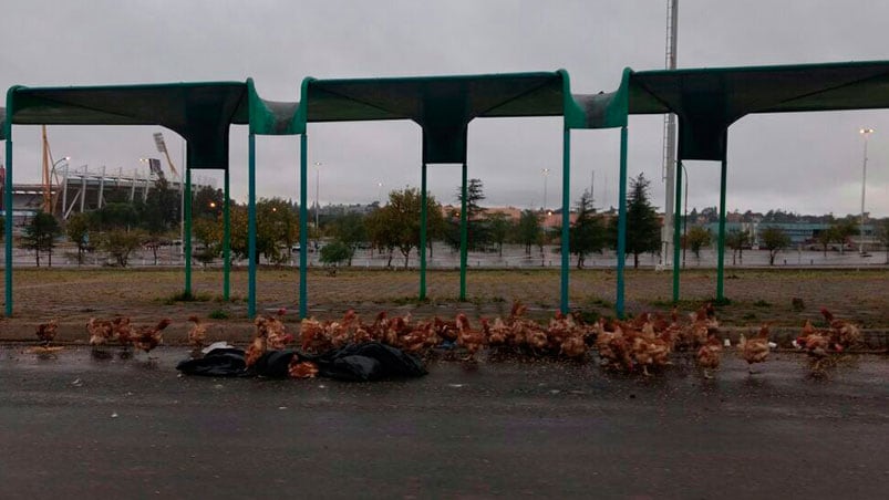 Las gallinas, a metros de la cancha.