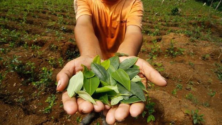 Las hojas de coca, habituales en el norte del país
