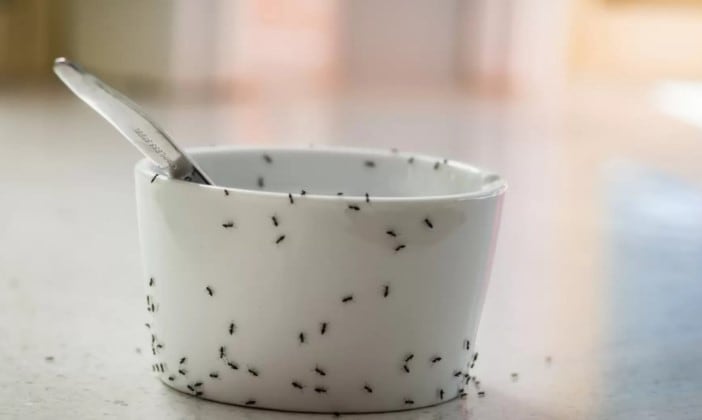 Las hormigas suelen aparecer en las cocinas cuando hay azúcar cerca.