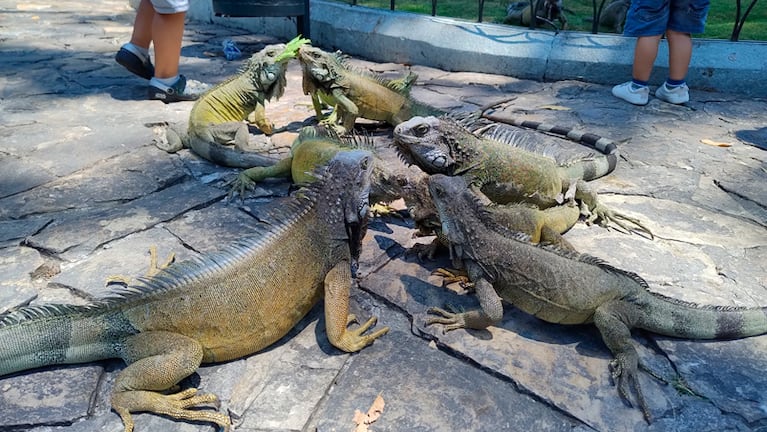 Las iguanas en el Parque Seminario de Guayaquil.