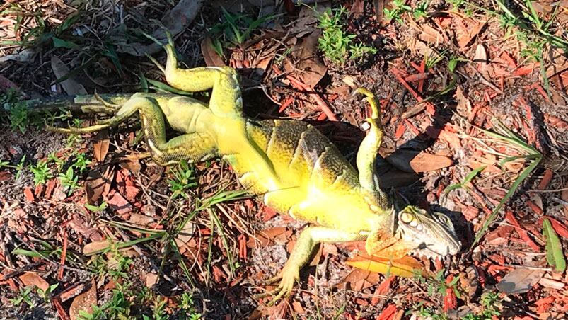 Las iguanas no soportan la ola polar en Florida.