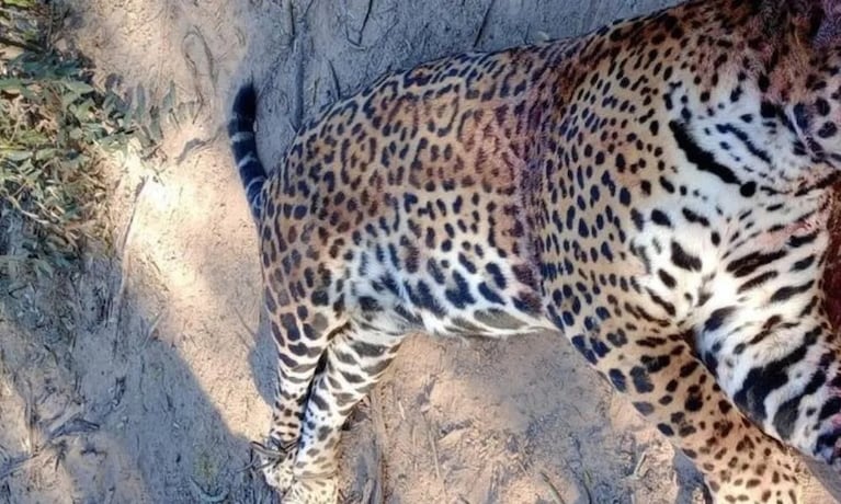 Las imágenes del yaguareté causaron repudio en julio del año pasado.