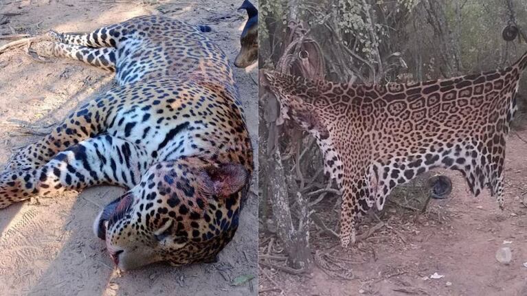 Las imágenes del yaguareté causaron repudio en todo el país.