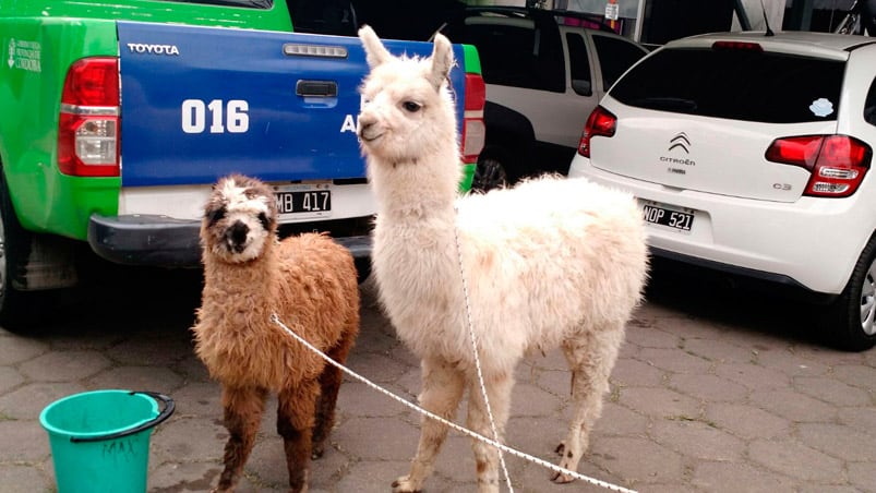 Las llamas que llevaban atadas en un auto. Foto: Karina Vallori