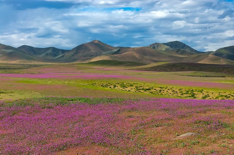 Las lluvias fuera de lo común activaron semillas que llevaban años bajo la superficie y dieron lugar a una inesperada explosión de colores en el norte chileno. Recomiendan contemplar el espectáculo sin dañar las plantas.