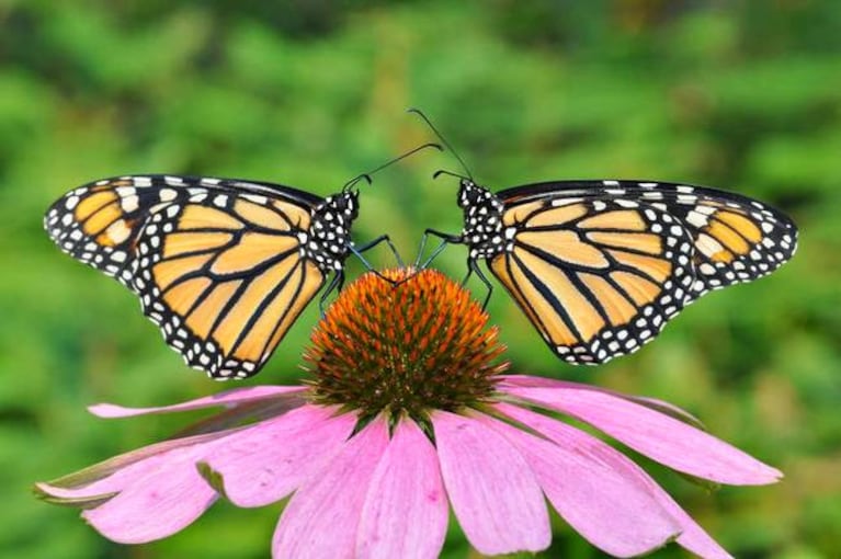 Las mariposas son la pasión de dos jubilados, que buscan gente que continúe con su tarea.