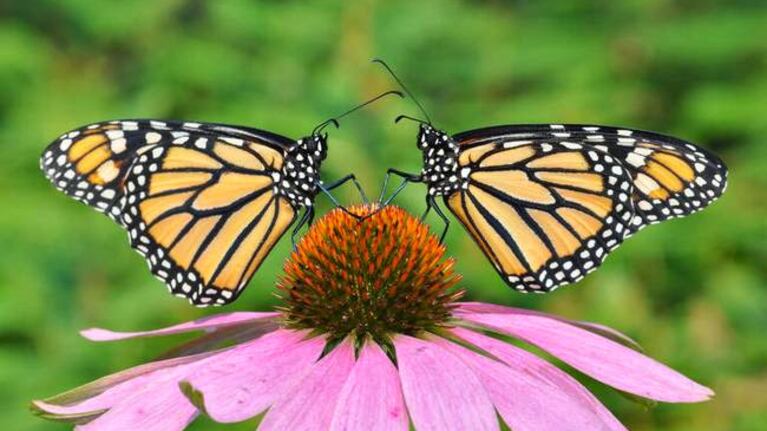 Las mariposas son la pasión de dos jubilados, que buscan gente que continúe con su tarea.
