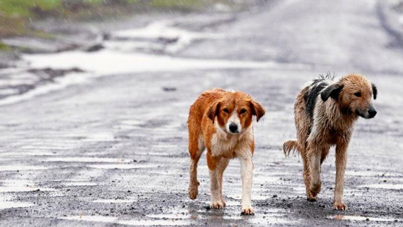 Las mascotas abandonadas serán trasladadas a los caniles.