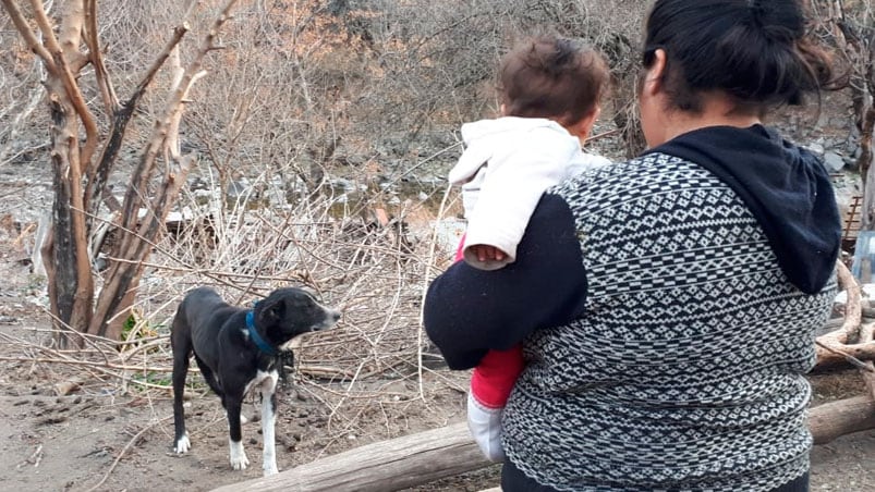 Las mascotas serán vacunadas para que no se siga propagando el virus. 