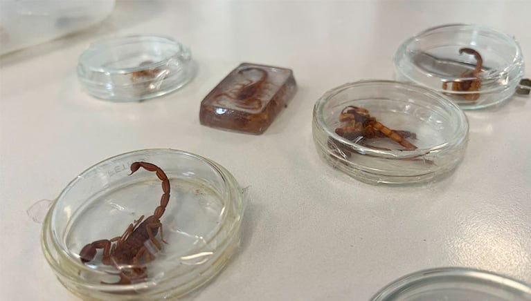 Las medidas preventivas para evitar picaduras de alacranes.