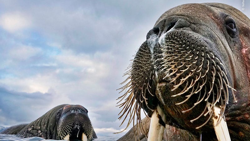 Las morsas nadan en aguas heladas de Noruega, y un fotógrafo se metió para retratarlas.