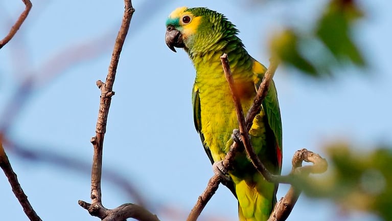 Las ocho especies de animales que fueron declaradas monumentos naturales de Córdoba