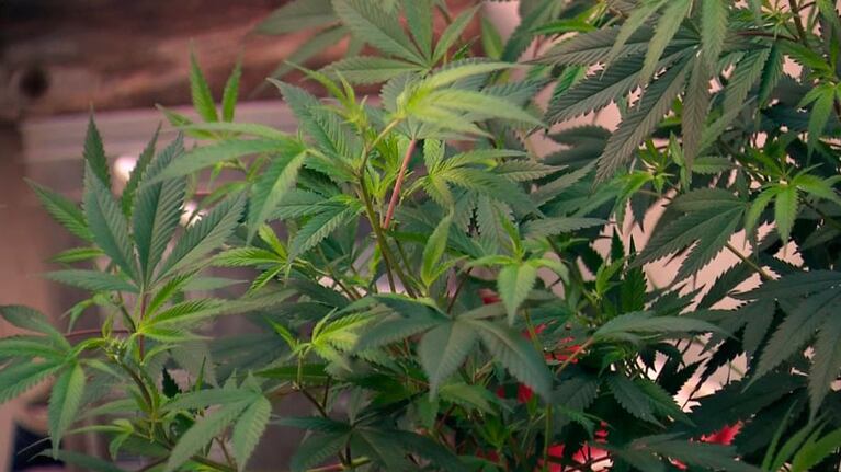 Las plantas crecen cada vez más en patios de casas de familia.