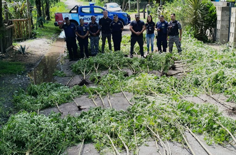 Las plantas de marihuana estaban en una casa de Falda del Carmen.