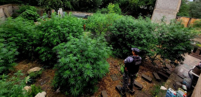 Las plantas de marihuana estaban en una casa de Falda del Carmen.