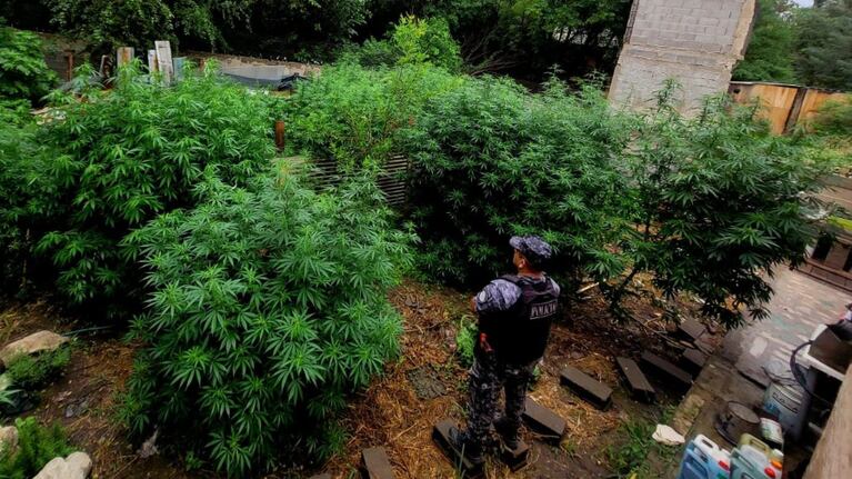 Las plantas de marihuana estaban en una casa de Falda del Carmen.