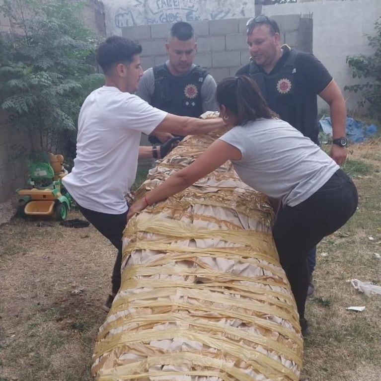 Las plantas de marihuana secuestradas.