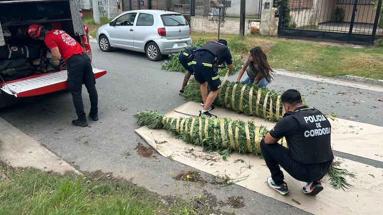 Las plantas de marihuana secuestradas.