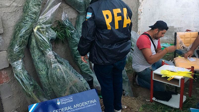 Las plantas de marihuanas encontradas en el lugar.