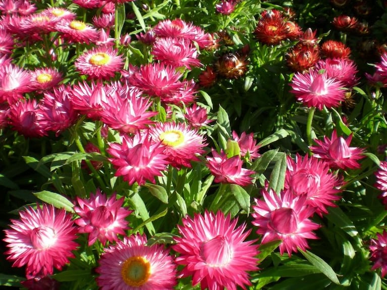 Las plantas de siempre viva son ideales para sembrar en agosto y septiembre.