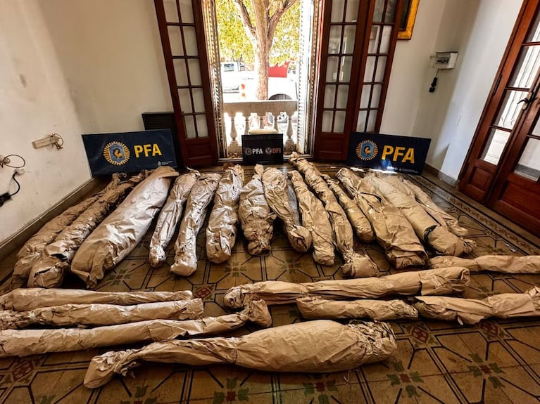 Las plantas embaladas tras el secuestro (Gentileza Infobae)