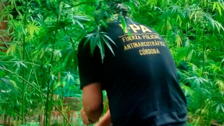 Las plantas llegaban hasta los dos metros de altura.