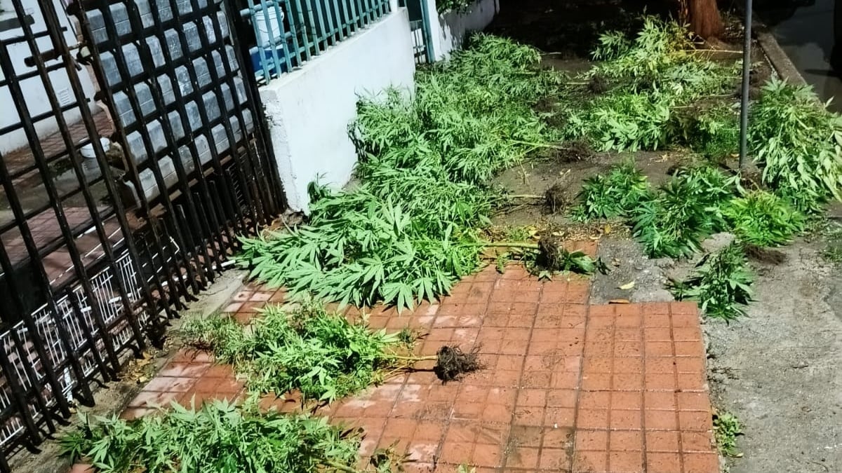 Las plantas secuestradas de un patio de Córdoba.