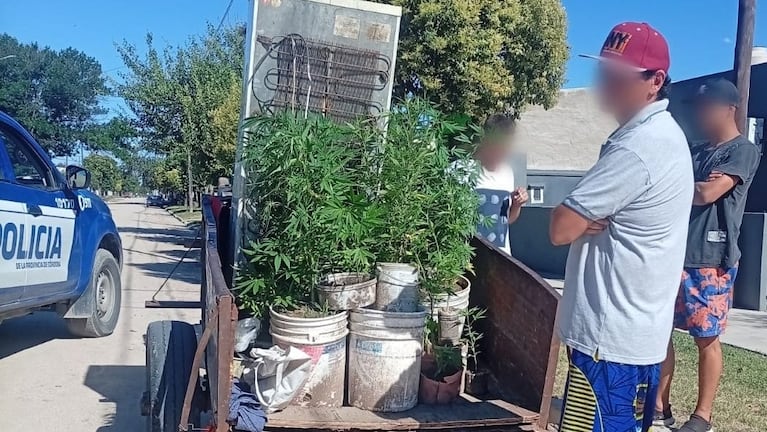 Las plantas secuestradas en el procedimiento en Río Cuarto.