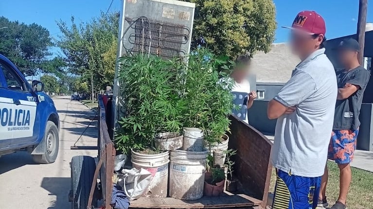 Las plantas secuestradas en el procedimiento en Río Cuarto.