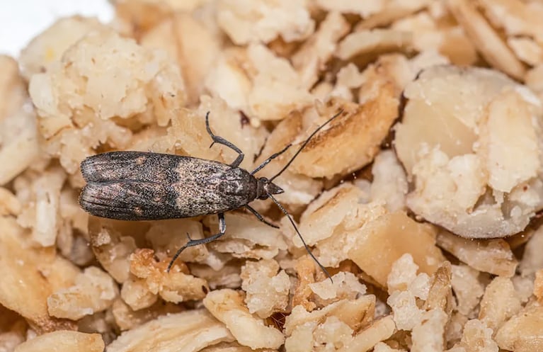 Las polillas de la alacena son un problema habitual en los hogares.