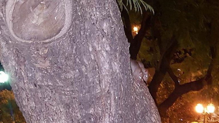 Las ratas se adueñan de la noche en la plaza San Martín