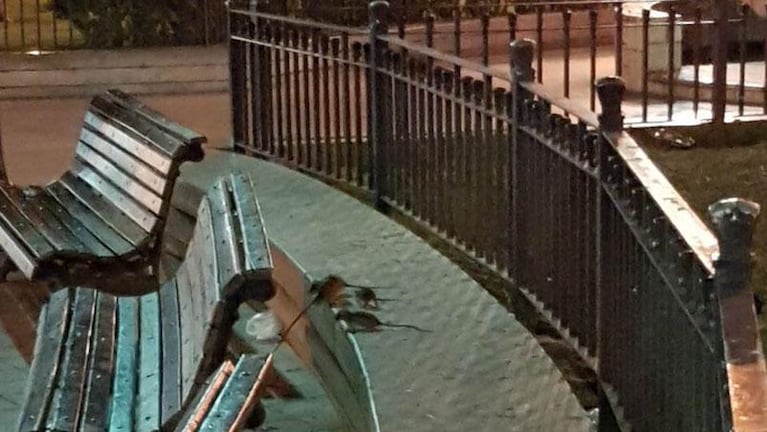 Las ratas se adueñan de la noche en la plaza San Martín