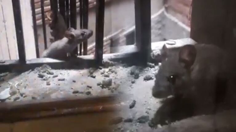 Las ratas vistas desde la cocina de un departamento.
