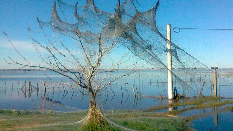 Las telas de araña gigantes cubren los árboles de Lezama. @dulcejuju