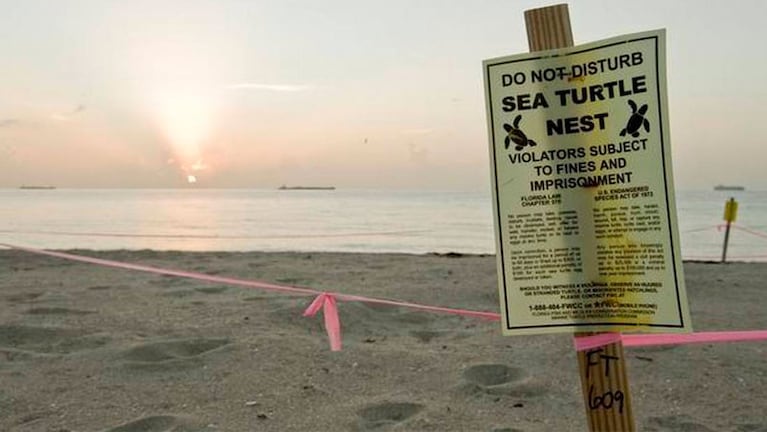 Las tortugas de dos cabezas apareció en los nidos de la costa este en Florida.