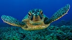 Las tortugas marinas, una de las tantas especies que sufre la contaminación en los mares.