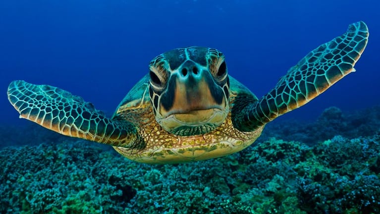 Las tortugas marinas, una de las tantas especies que sufre la contaminación en los mares.