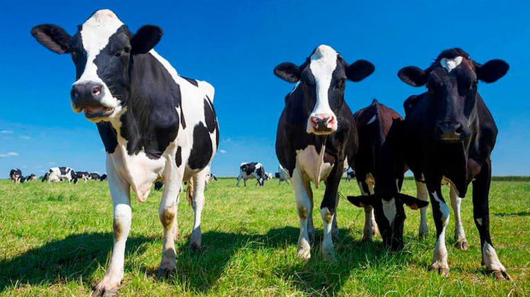 Las vacas, en el centro de la polémica.