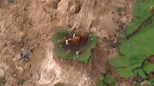 Las vacas en un "oasis" en medio de la destrucción. 