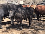 Las vacas también sufrieron el avance rápido del fuego.