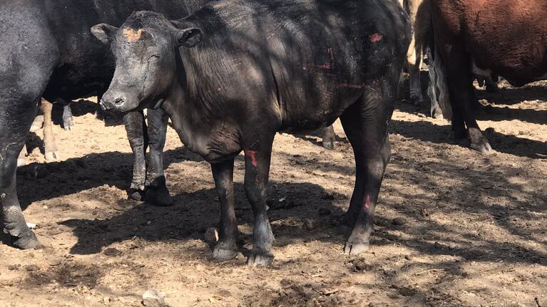 Las vacas también sufrieron el avance rápido del fuego.