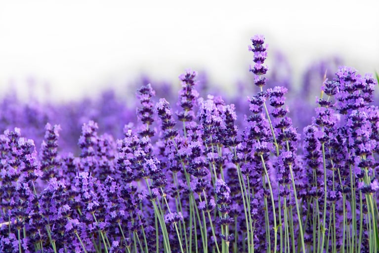 Lavanda