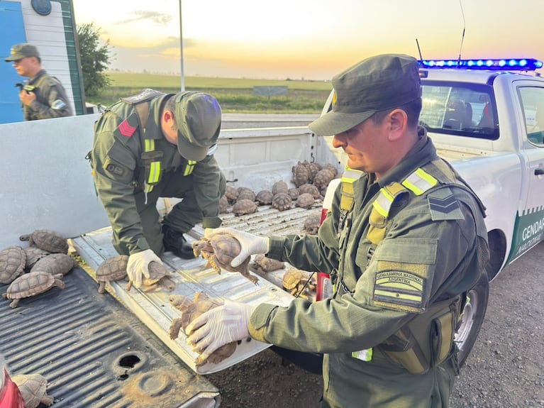 Le controlaron el camión de cebollas y hallaron aves y más de 150 tortugas en bolsas arpilleras