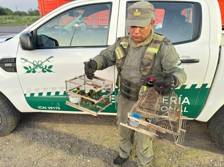 Le controlaron el camión de cebollas y hallaron aves y más de 150 tortugas en bolsas arpilleras