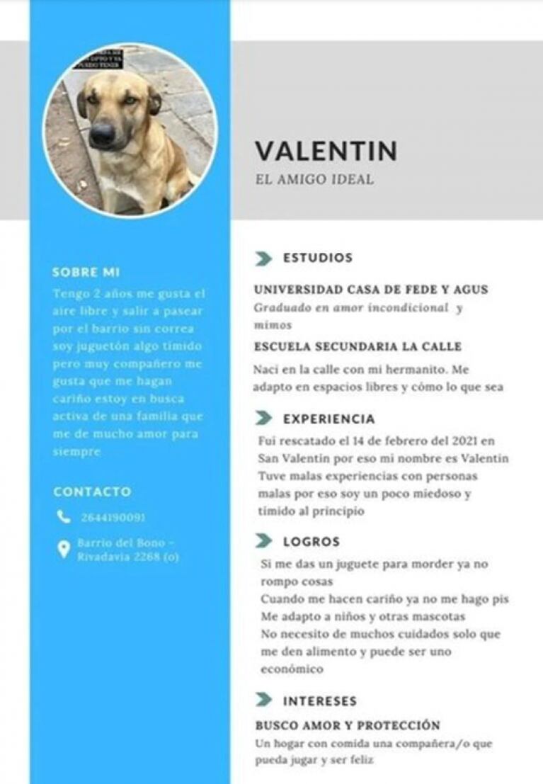 Le hicieron un CV a su perro Valentín para conseguirle un nuevo hogar